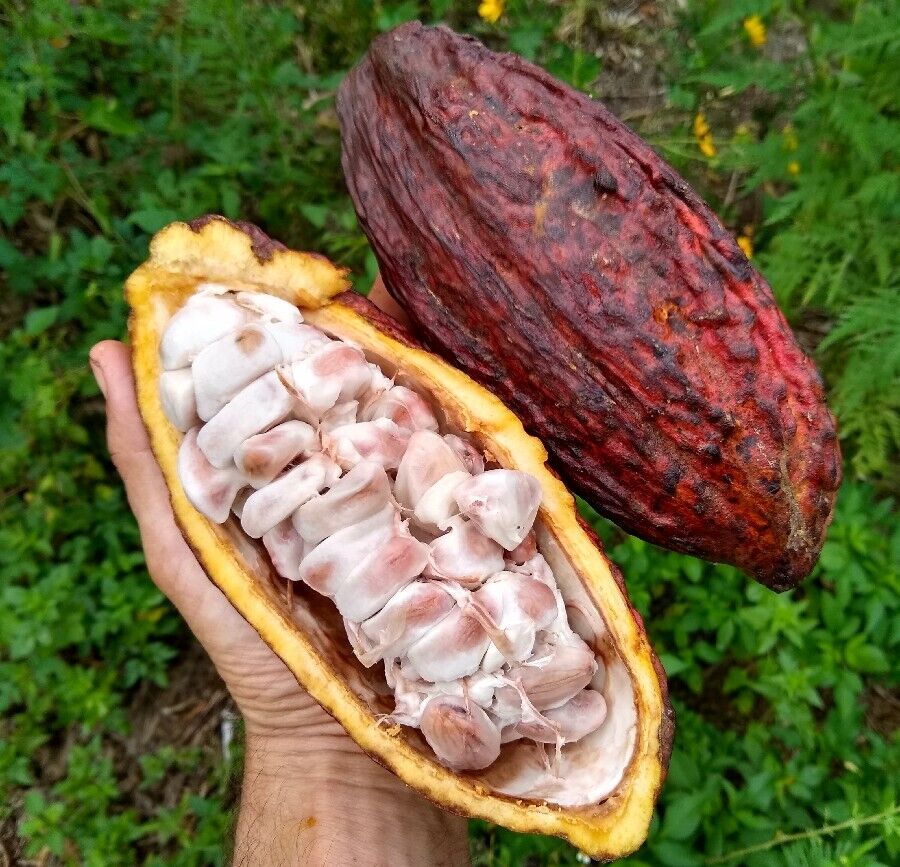 Raw Cacao Beans (1kg)
