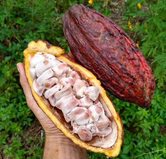 Raw Cacao Beans (1kg)